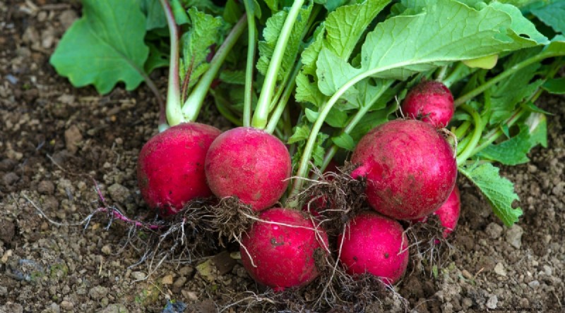 Kweek radijs:40 variëteiten voor elke tuinman 
