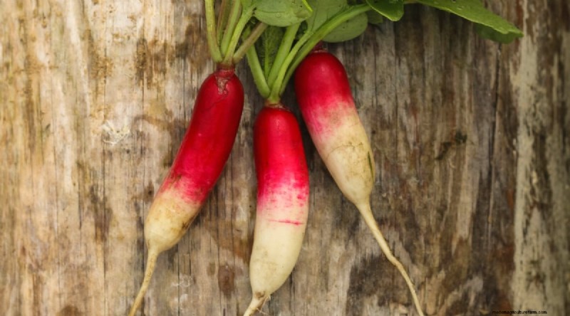 Kweek radijs:40 variëteiten voor elke tuinman 