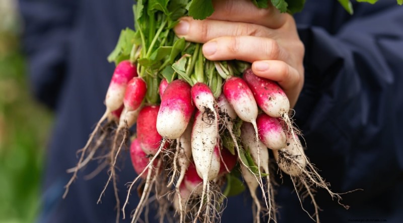 Kweek radijs:40 variëteiten voor elke tuinman 