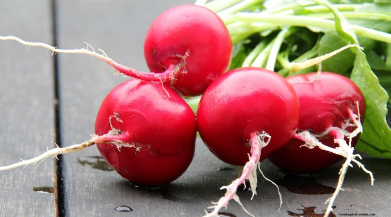 Kweek radijs:40 variëteiten voor elke tuinman 