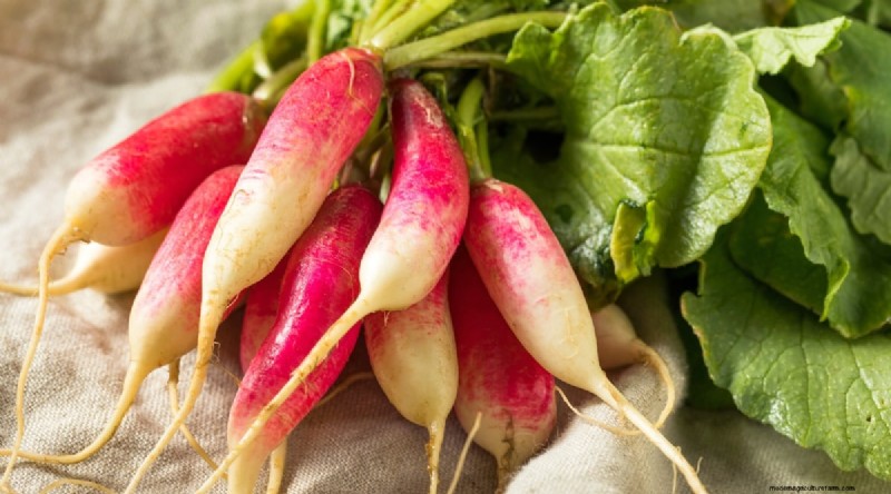 Kweek radijs:40 variëteiten voor elke tuinman 