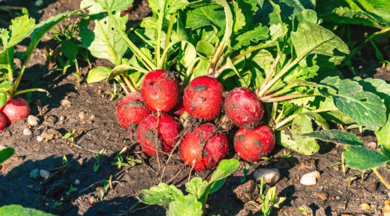 Kweek radijs:40 variëteiten voor elke tuinman 