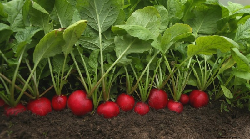 Kweek radijs:40 variëteiten voor elke tuinman 