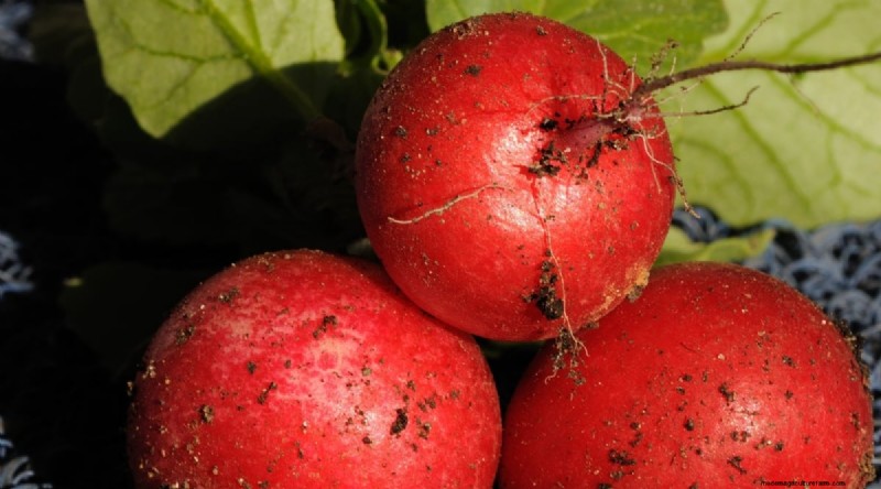 Kweek radijs:40 variëteiten voor elke tuinman 