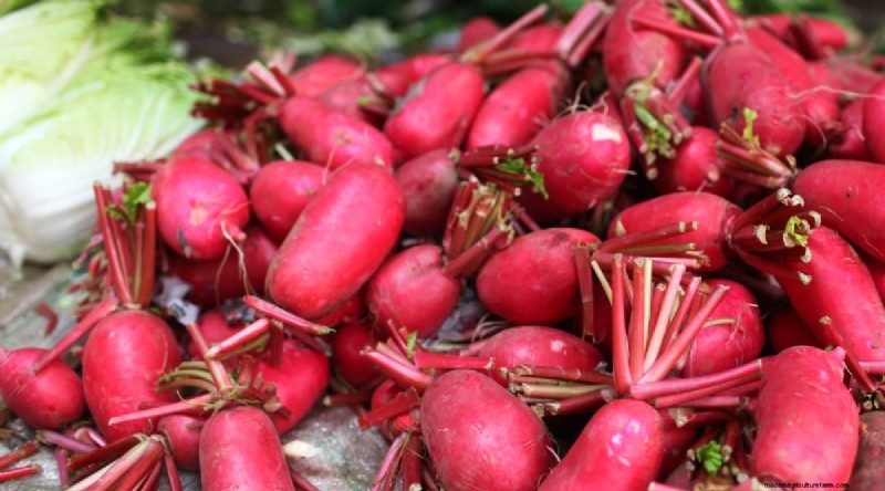 Kweek radijs:40 variëteiten voor elke tuinman 