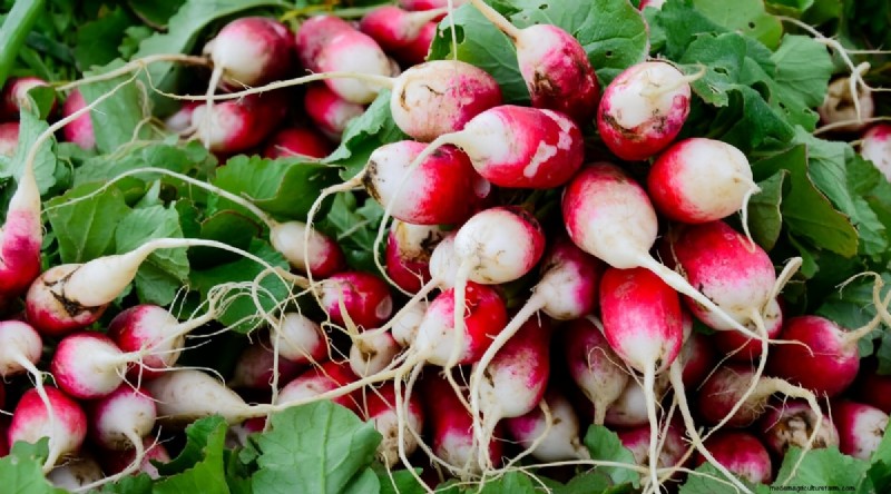 Kweek radijs:40 variëteiten voor elke tuinman 