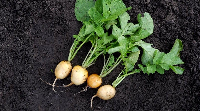 Kweek radijs:40 variëteiten voor elke tuinman 