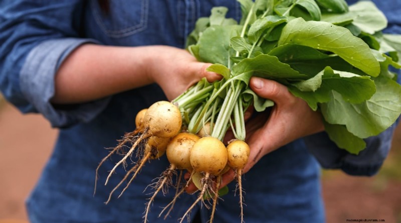 Kweek radijs:40 variëteiten voor elke tuinman 