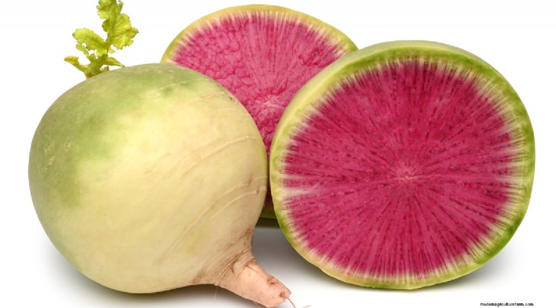 Kweek radijs:40 variëteiten voor elke tuinman 