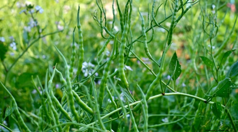 Kweek radijs:40 variëteiten voor elke tuinman 