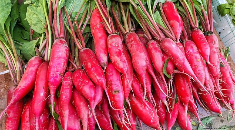 Kweek radijs:40 variëteiten voor elke tuinman 