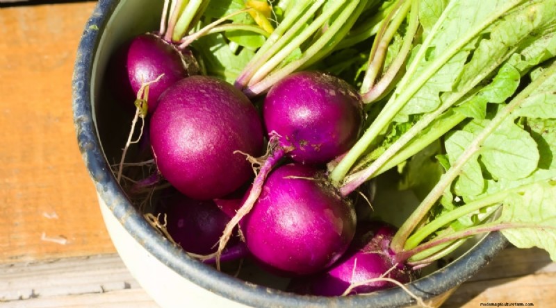 Kweek radijs:40 variëteiten voor elke tuinman 