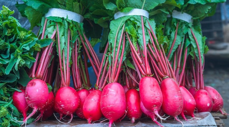 Kweek radijs:40 variëteiten voor elke tuinman 