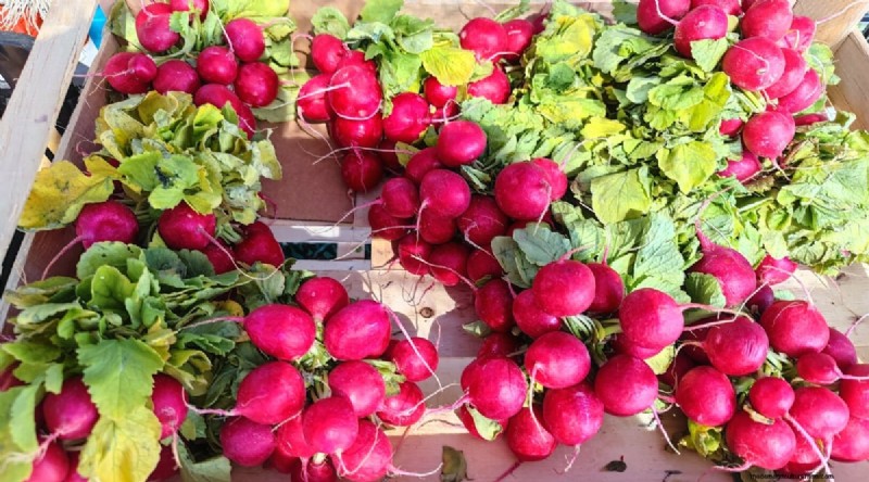 Kweek radijs:40 variëteiten voor elke tuinman 