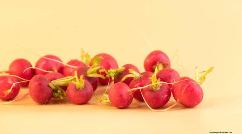 Kweek radijs:40 variëteiten voor elke tuinman 