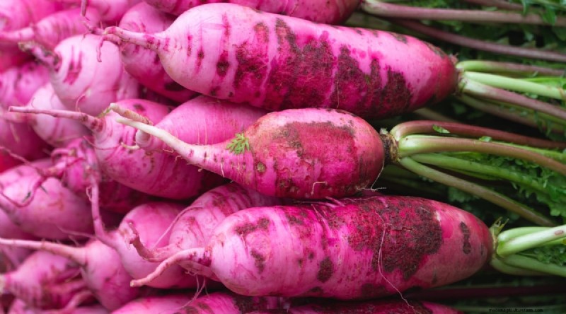 Kweek radijs:40 variëteiten voor elke tuinman 