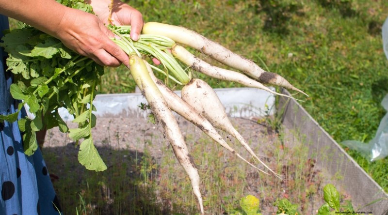 Kweek radijs:40 variëteiten voor elke tuinman 