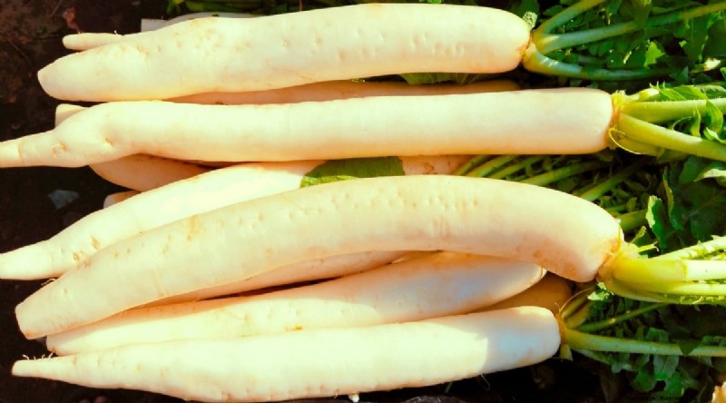 Kweek radijs:40 variëteiten voor elke tuinman 
