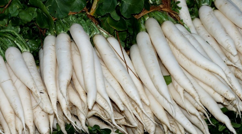 Kweek radijs:40 variëteiten voor elke tuinman 