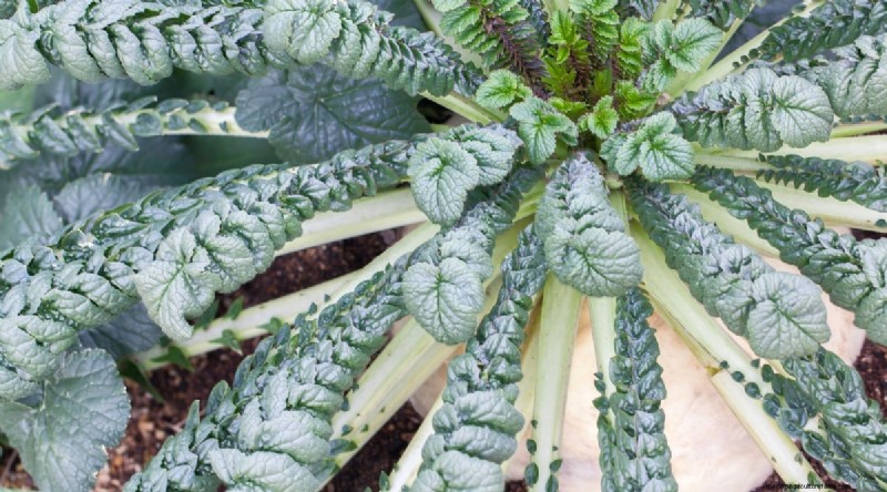 Kweek radijs:40 variëteiten voor elke tuinman 
