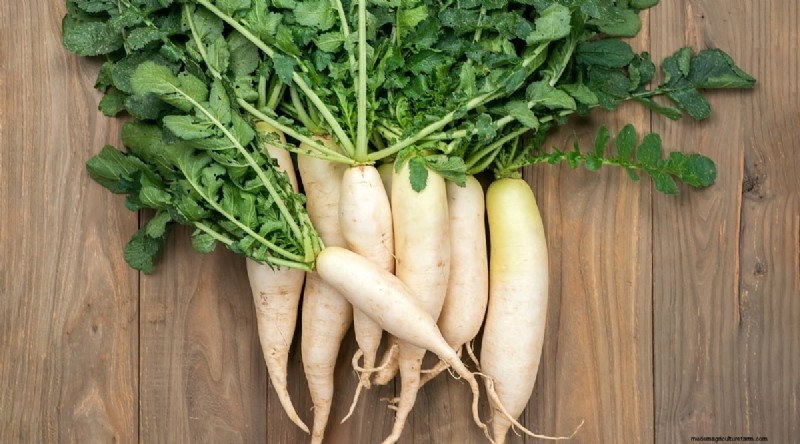 Kweek radijs:40 variëteiten voor elke tuinman 