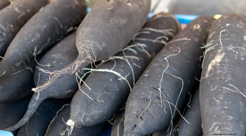 Kweek radijs:40 variëteiten voor elke tuinman 