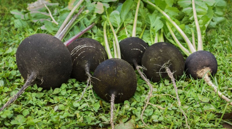 Kweek radijs:40 variëteiten voor elke tuinman 