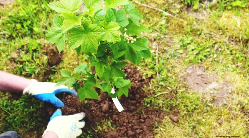 Beste tijd om bramen te planten:een plantgids 
