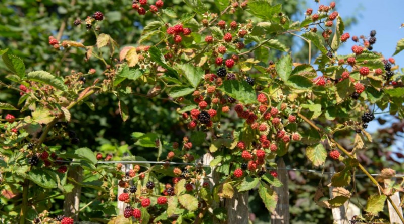 Beste tijd om bramen te planten:een plantgids 