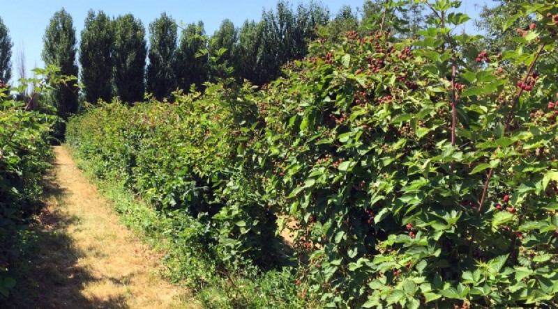 Beste tijd om bramen te planten:een plantgids 