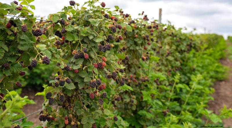 Beste tijd om bramen te planten:een plantgids 