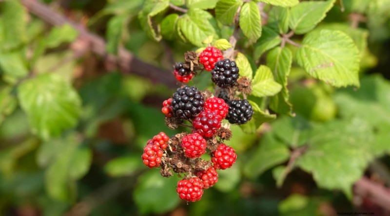 Beste tijd om bramen te planten:een plantgids 