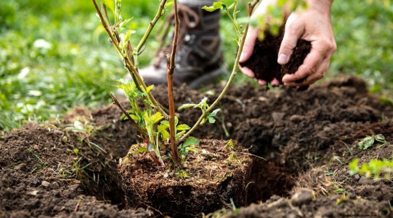 Beste tijd om bramen te planten:een plantgids 