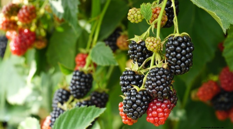 Beste tijd om bramen te planten:een plantgids 