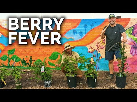 Beste tijd om bramen te planten:een plantgids 
