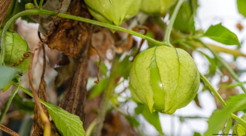 Tomatillo-oogstgids:wanneer en hoe te kiezen voor maximale smaak 