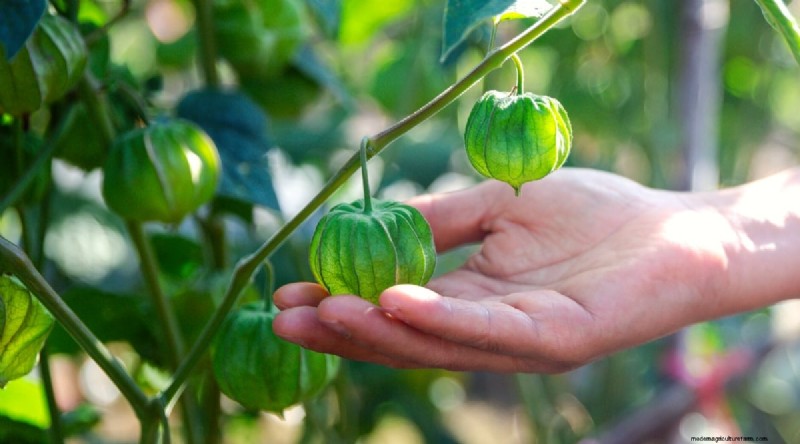 Tomatillo-oogstgids:wanneer en hoe te kiezen voor maximale smaak 