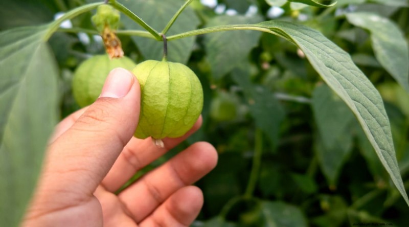 Tomatillo-oogstgids:wanneer en hoe te kiezen voor maximale smaak 