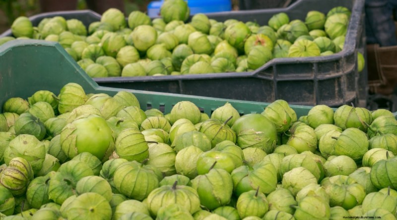 Tomatillo-oogstgids:wanneer en hoe te kiezen voor maximale smaak 