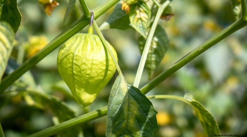 Tomatillo-oogstgids:wanneer en hoe te kiezen voor maximale smaak 