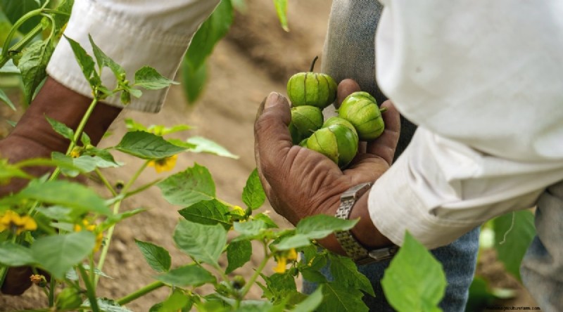 Tomatillo-oogstgids:wanneer en hoe te kiezen voor maximale smaak 