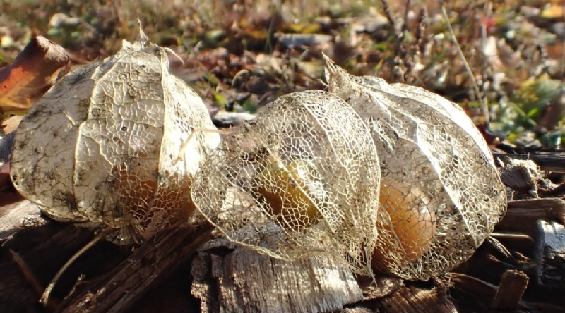 Tomatillo-oogstgids:wanneer en hoe te kiezen voor maximale smaak 