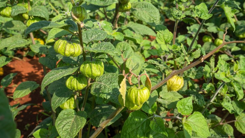 Gemalen kers:gids voor planten, groeien en verzorgen | [Uw merk-/sitenaam] 