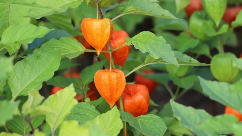 Gemalen kers:gids voor planten, groeien en verzorgen | [Uw merk-/sitenaam] 