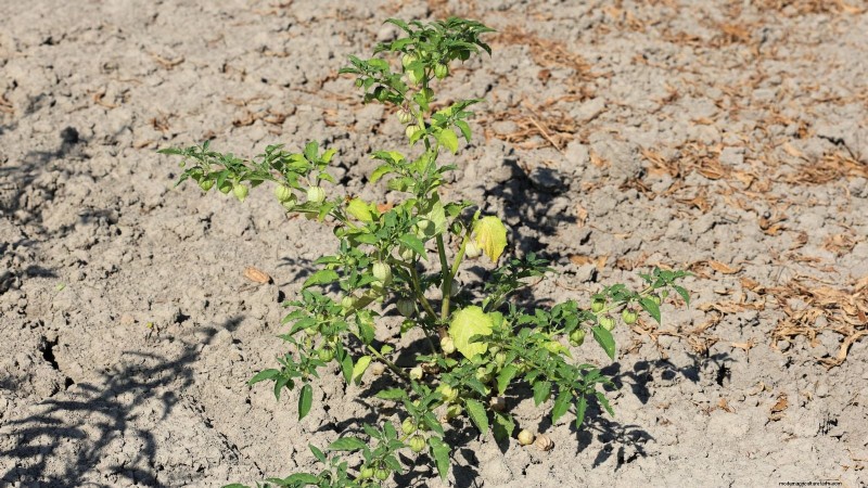 Gemalen kers:gids voor planten, groeien en verzorgen | [Uw merk-/sitenaam] 