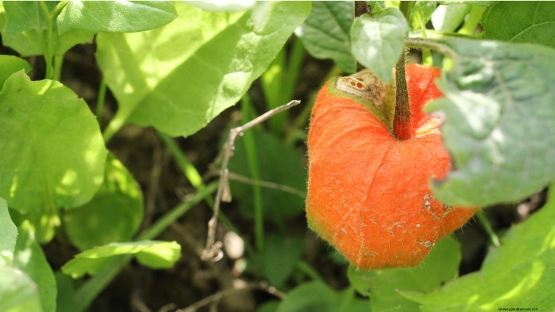 Gemalen kers:gids voor planten, groeien en verzorgen | [Uw merk-/sitenaam] 