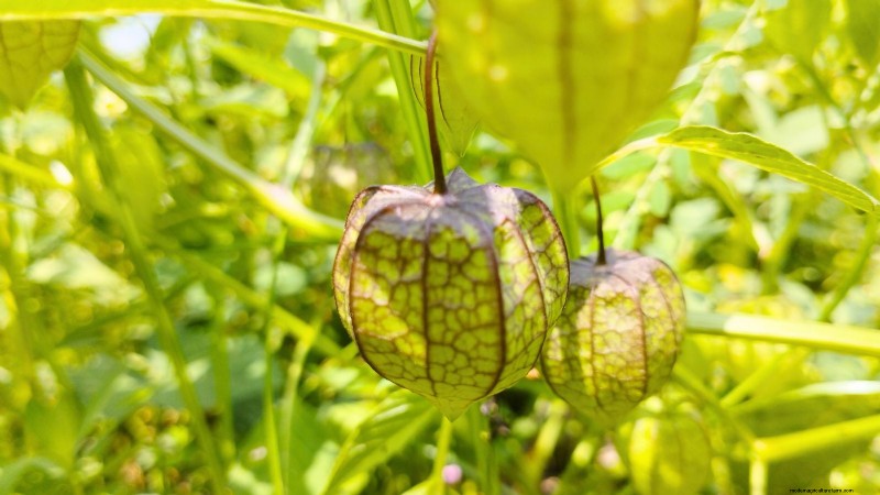 Gemalen kers:gids voor planten, groeien en verzorgen | [Uw merk-/sitenaam] 