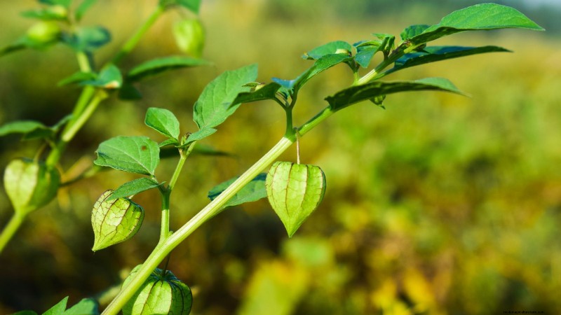 Gemalen kers:gids voor planten, groeien en verzorgen | [Uw merk-/sitenaam] 