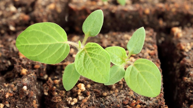 Gemalen kers:gids voor planten, groeien en verzorgen | [Uw merk-/sitenaam] 