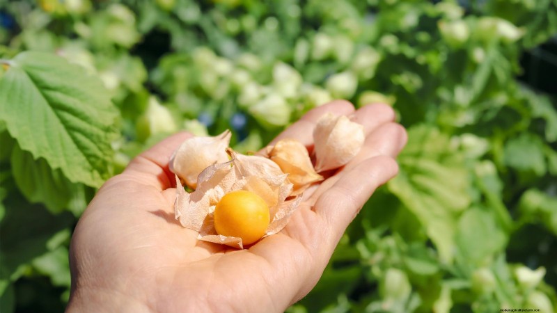 Gemalen kers:gids voor planten, groeien en verzorgen | [Uw merk-/sitenaam] 